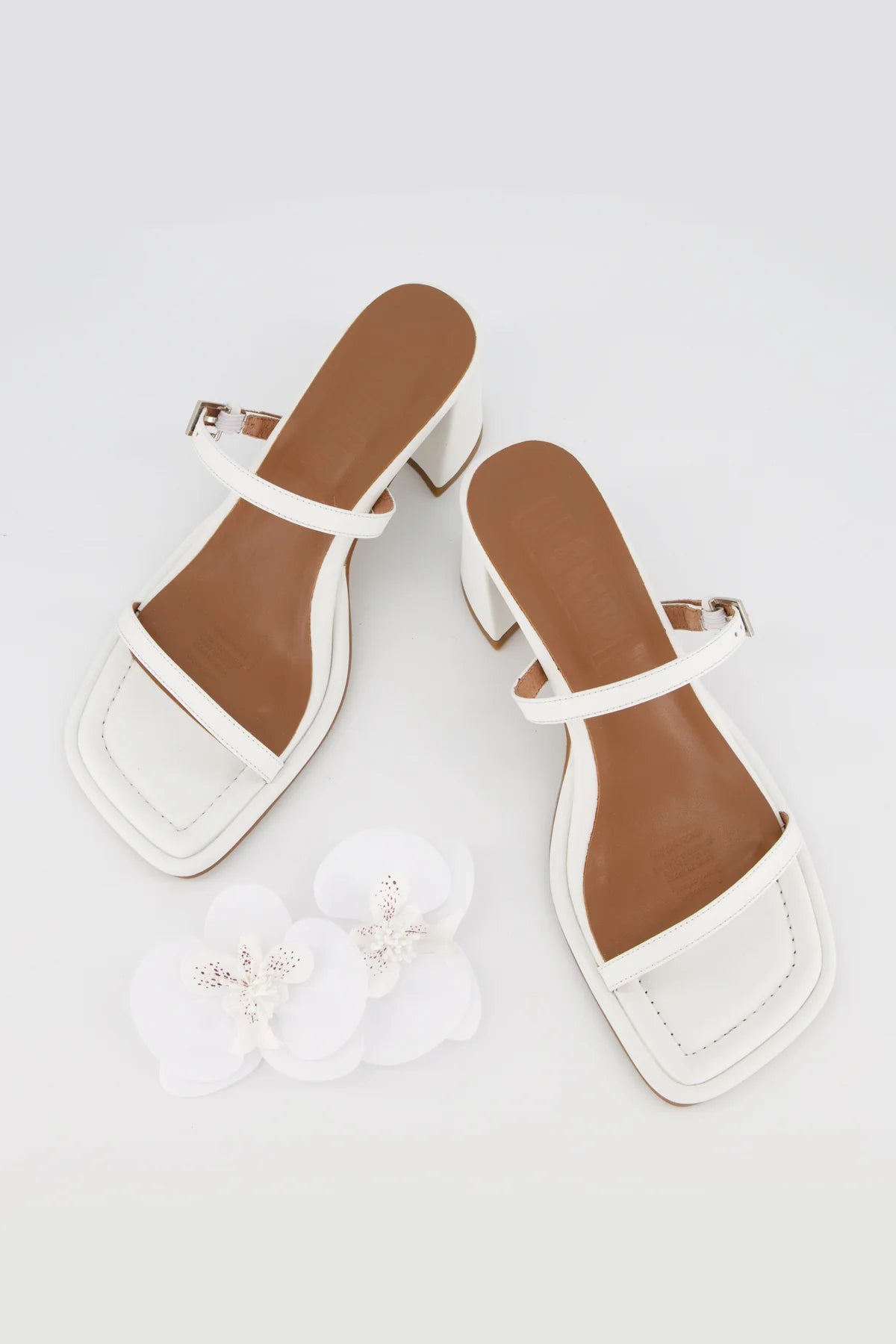 Bronwyn - Lucia - White Orchid